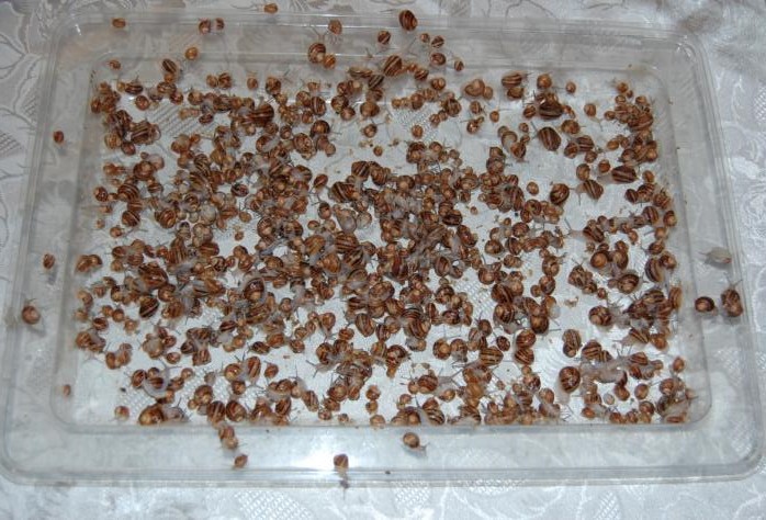 EXPERIMENTAL SNAILS BREEDING IN DOMESTIC CONDITIONS – SPRING 2011