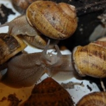 kopulacja ślimaków