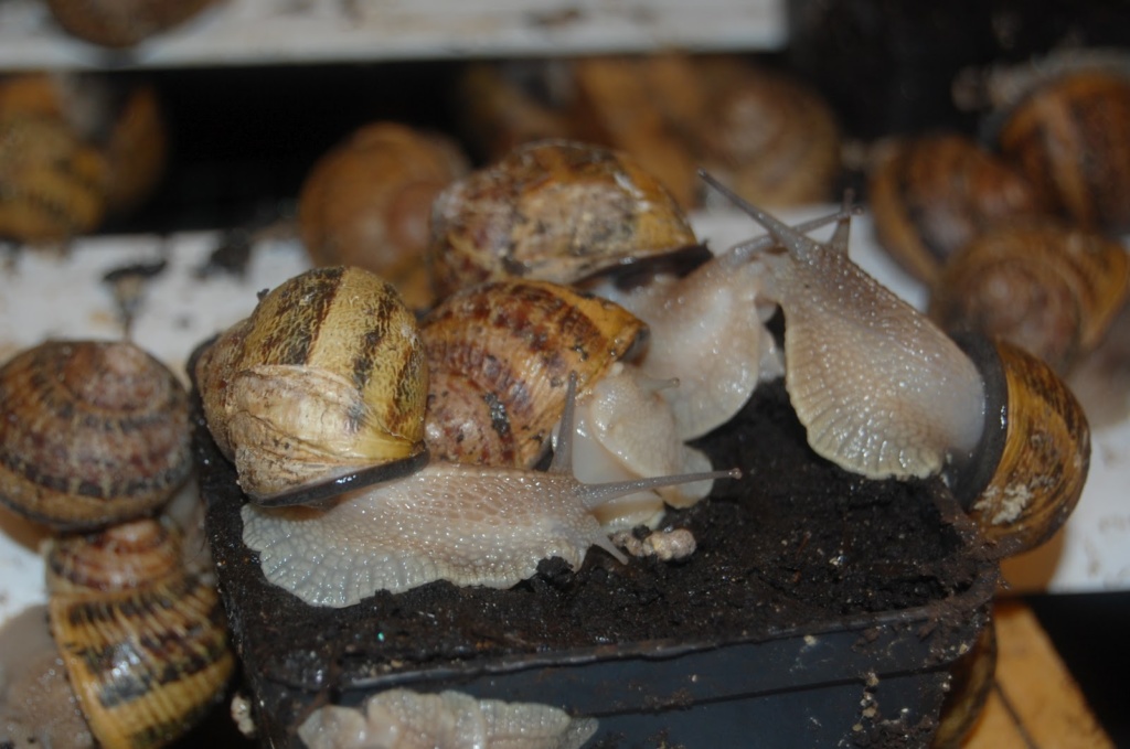 Obrazek wyróżniający Uszkodzenie muszli ślimaka