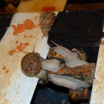 snails mating