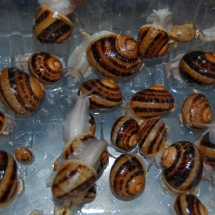 hatched snails