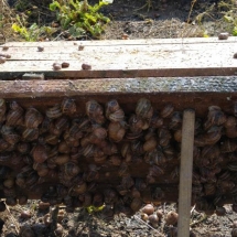 Müller snails before harvesting time