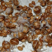 Escargots de 6 semaines dans des cuvettes