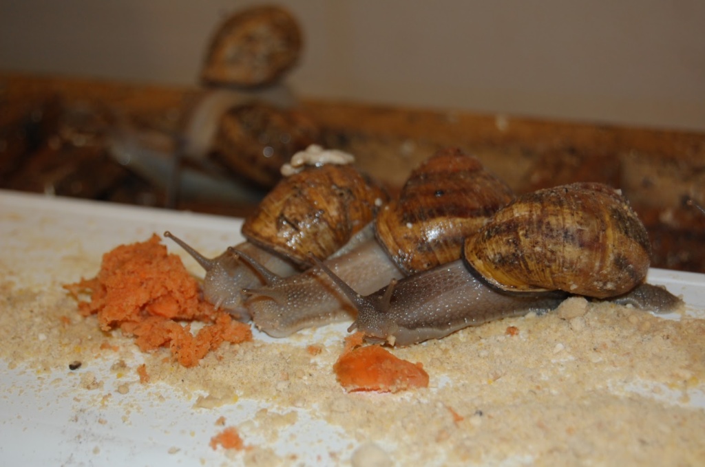 Obrazek wyróżniający Potencja a rozmnażanie ślimaków