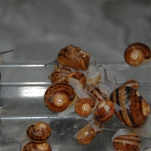 breeding aspersa snails