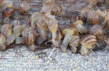 Obrazek wyróżniający Ile paszy zjadają ślimaki Helix Aspersa Muller na Fermie „Mokry Dwór” i jak rosną